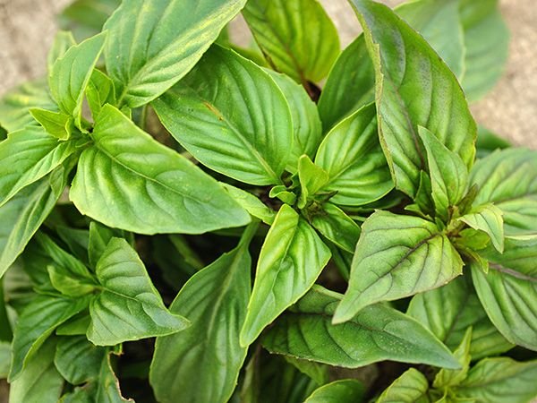 Basil-Cinnamon-LSS-000_2924